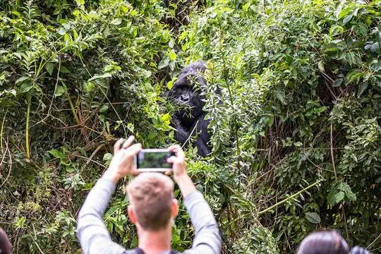 guests observing gorillas